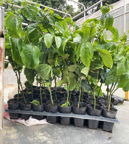 西番莲果苗鸡蛋果苗百香果大果金3号钦蜜九号嫁接苗四季盆栽地栽 - 图2