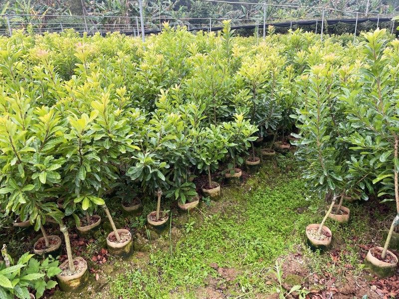 新品种特大果改良高甜度东魁杨梅树苗嫁接苗甜黑炭杨梅果苗大苗 - 图1