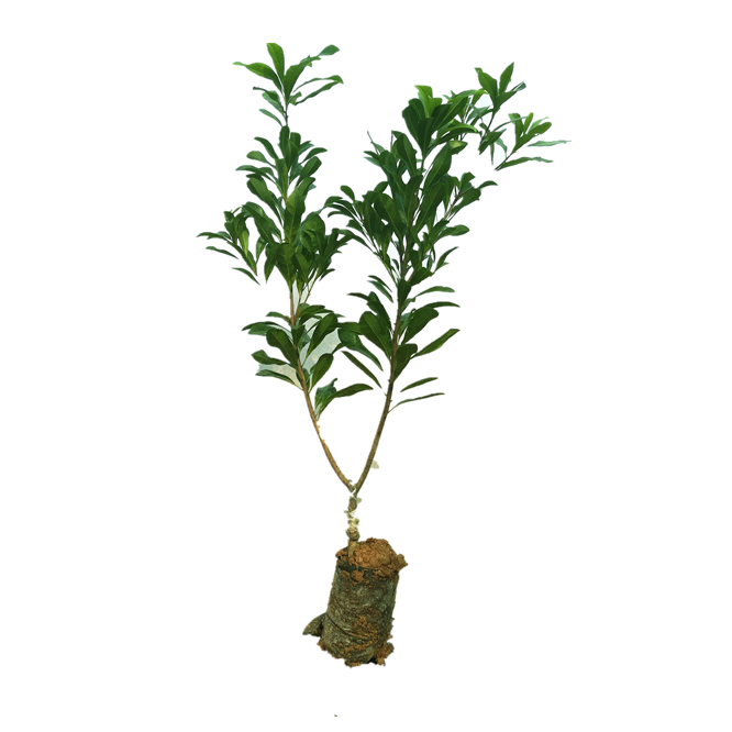 新品种特大果改良高甜度东魁杨梅树苗嫁接苗甜黑炭杨梅果苗大苗 - 图3