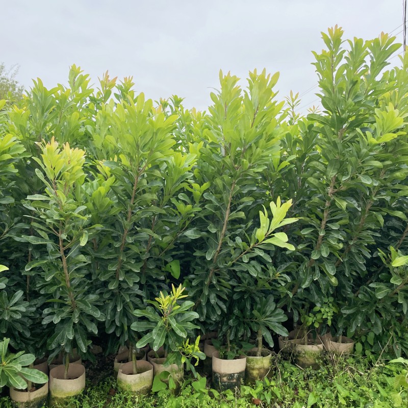 新品种特大果改良高甜度东魁杨梅树苗嫁接苗甜黑炭杨梅果苗大苗 - 图2