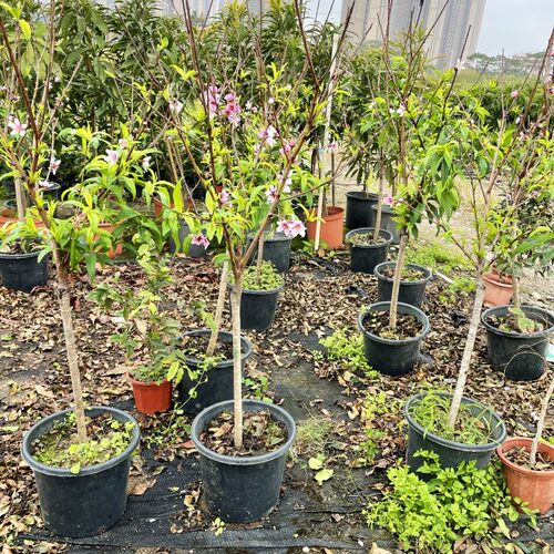 鹰嘴桃子树新品种南方北方早熟晚熟甜脆台农3号7号水蜜桃树苗嫁接 - 图2