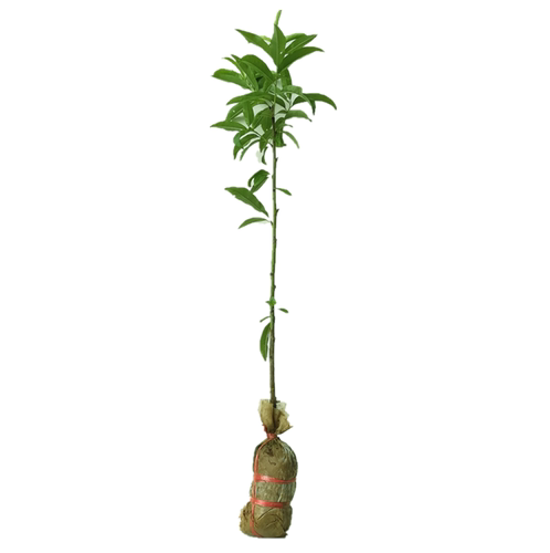 鹰嘴桃子树新品种南方北方早熟晚熟甜脆台农3号7号水蜜桃树苗嫁接 - 图3