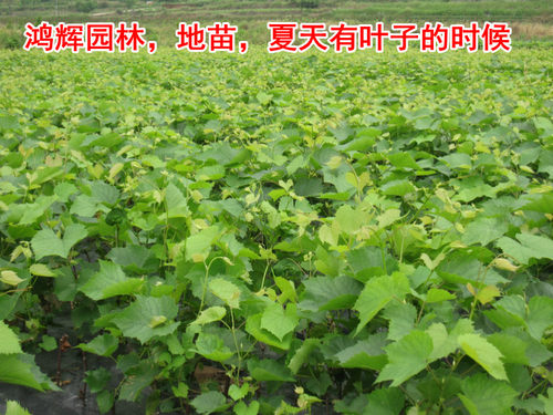 阳光玫瑰澳洲无籽红提子夏黑巨峰葡萄苗嫁接果树苗爬藤南方北方 - 图1