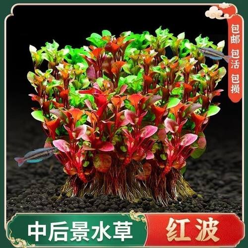 红波水草活体真植物新手好养鱼缸造景阴性水草增氧净水中后景草 - 图3