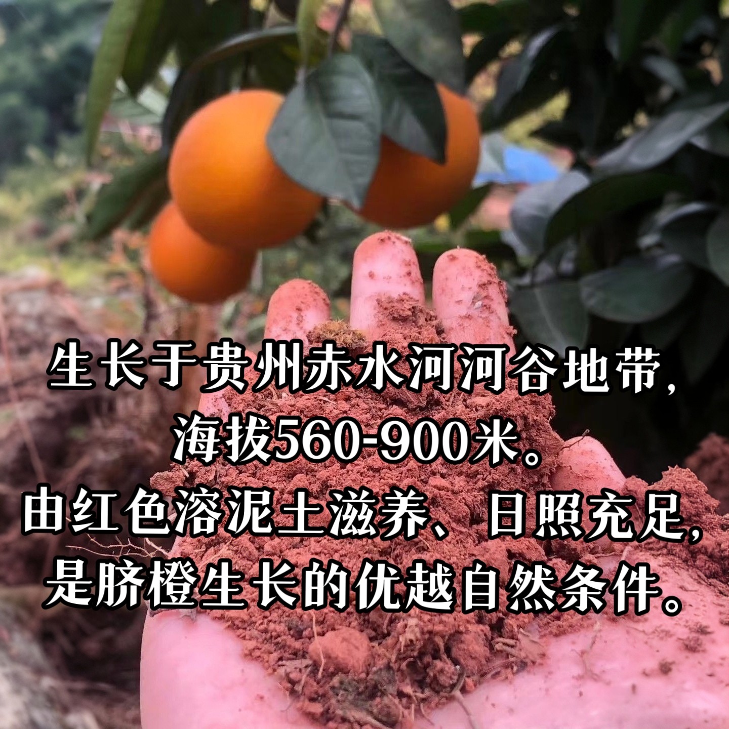 贵州农家自种新鲜水果橙子现摘现发,淘宝优惠券,粉丝福利购,淘宝优惠卷