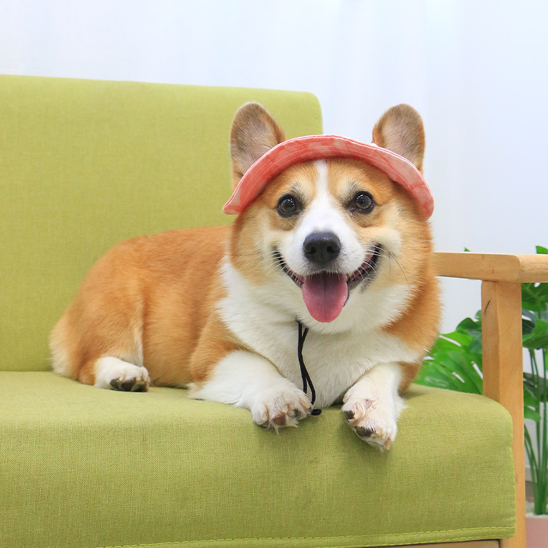 宠物帽子狗狗装饰拍照可爱网红饰品用品柯基泰迪小型犬夏天遮阳帽-图2