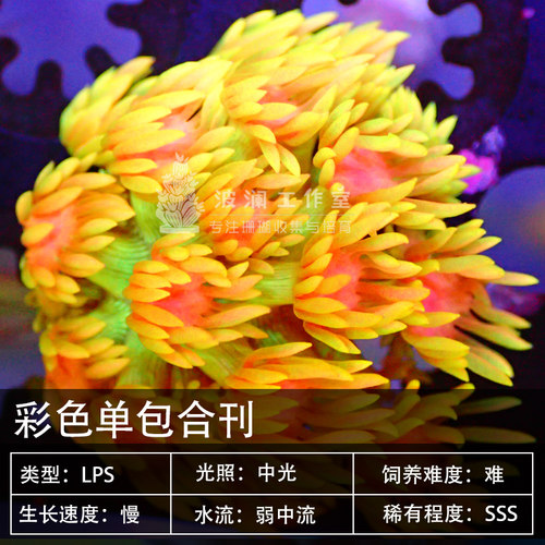 红单包绿宝石花日本单苞茉莉花彩单包珊瑚软体LPS海水鱼缸活体 - 图1