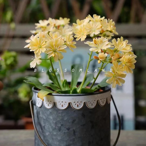 暖暖半岛 露薇花 琉维草阳台庭院花卉植物四季开花好养多年生爆花 - 图0