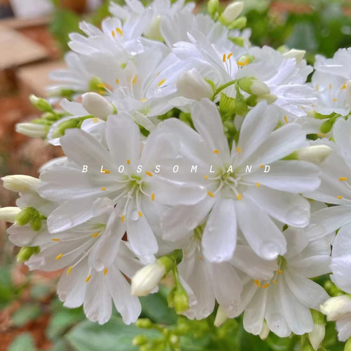 暖暖半岛 露薇花 琉维草阳台庭院花卉植物四季开花好养多年生爆花 - 图1