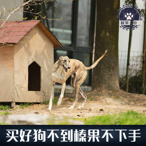【榛果犬业】上海最大专业宠物养殖！种公灵缇 对外配种 - 图2