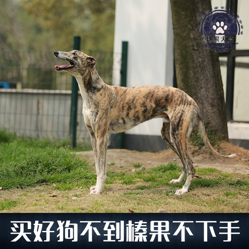 【榛果犬业】上海最大专业宠物养殖！种公灵缇 对外配种 - 图3