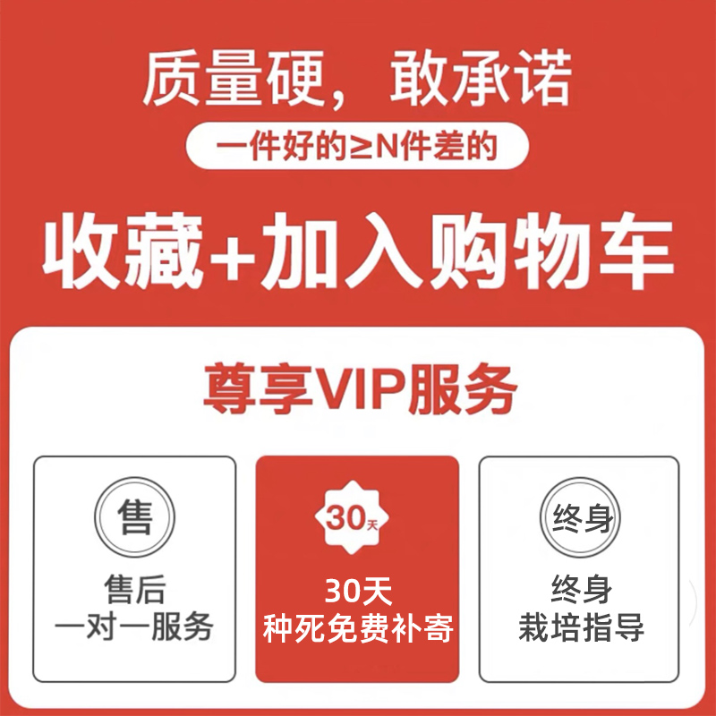 芦荟盆栽大盆库拉索植物可食用灌肤美容院专用 可以吃的室内小苗 - 图2