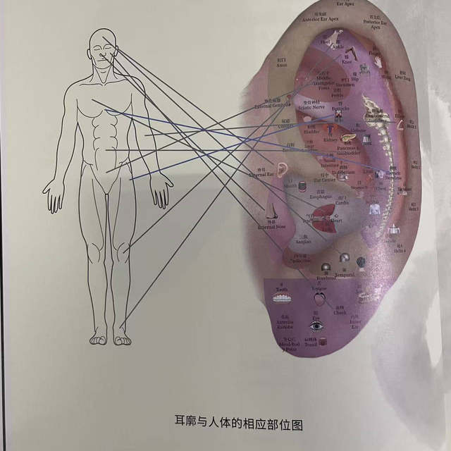 Auricular Acupoint Code, Observe the Ear to Identify Diseases, Explore Auricular Acupoint Therapy Health Guide