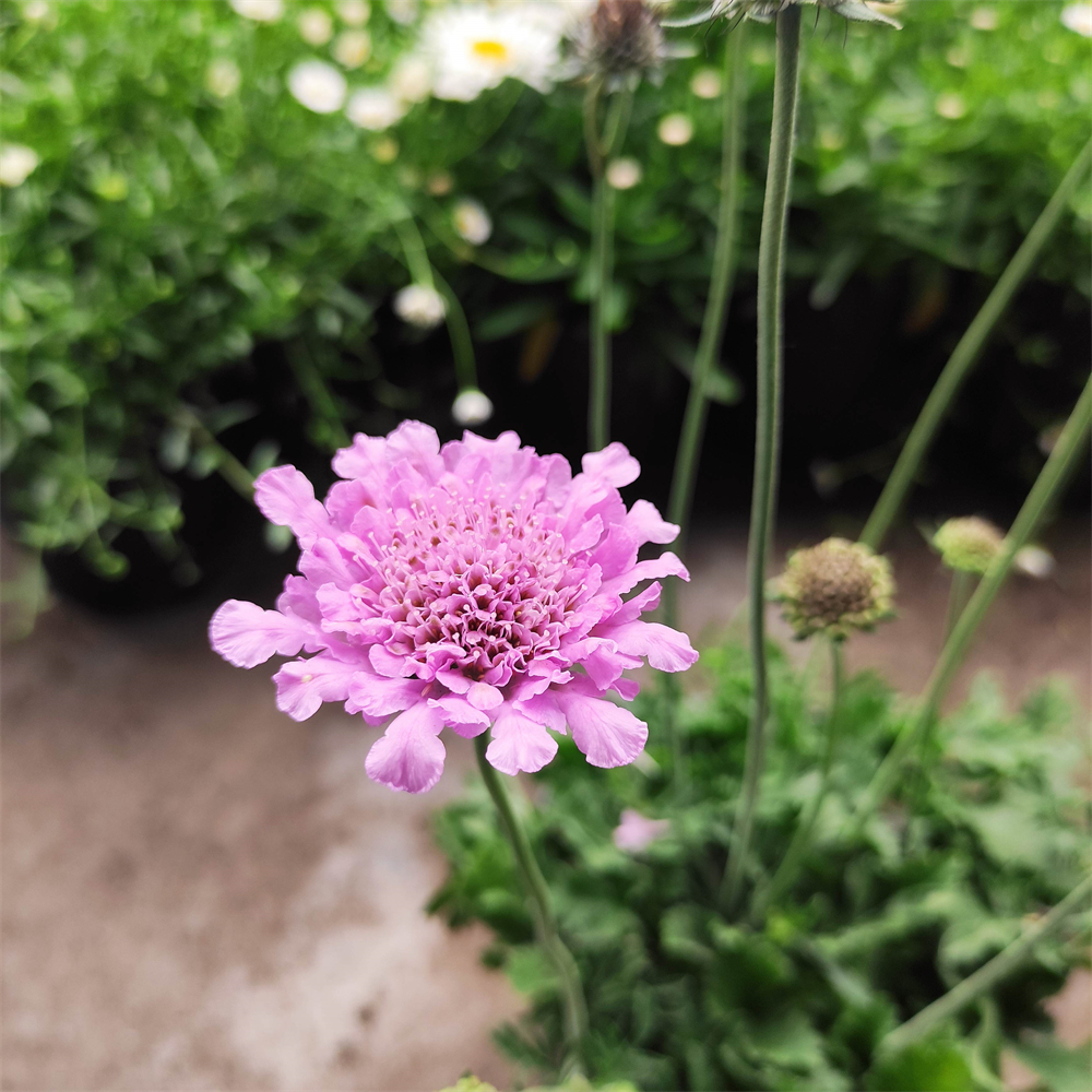 高加索蓝盆花盆栽松虫草轮峰菊多年生耐寒耐热阳台庭院开花植物 - 图1