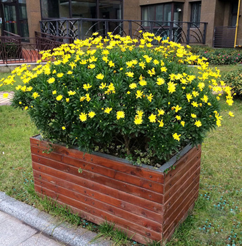 黄金菊盆栽四季开花不断苔米的花园花镜开花多年生耐寒耐热花卉-图2