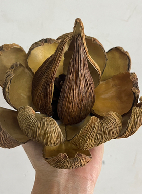 油画莲手工干花真花果壳花苞油画帝王牡丹小众永生花花苞禅意装饰