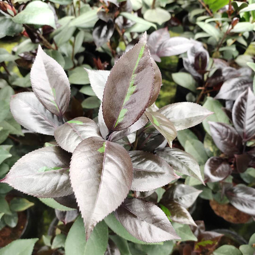红叶贝拉稀有茶花品种树苗嫁接盆栽庭院名贵精品进口阳台花卉植物 - 图2