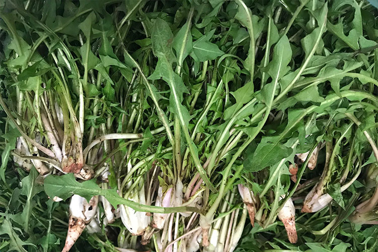 长白山新鲜婆婆丁2斤装包邮蒲公英苦菜东北山野菜蘸酱菜1000g-图0