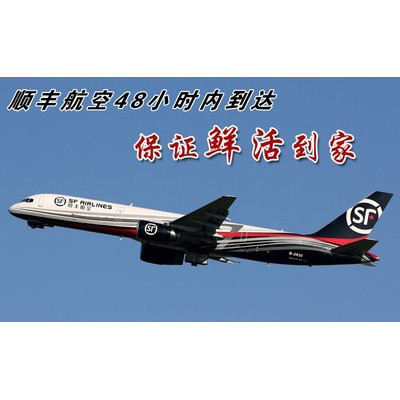 鲜活东北长白山蝲蛄 大头虾 淡水龙虾 东北黑螯 500g 2份包邮顺丰 - 图3