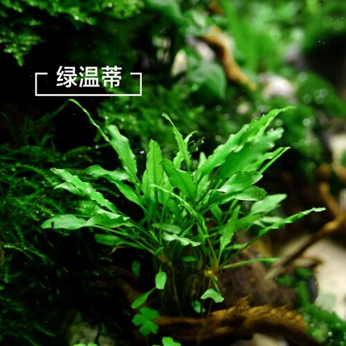 水下叶鱼缸水草绿温蒂椒草Cryptocoryne wendtii (Green form) - 图1