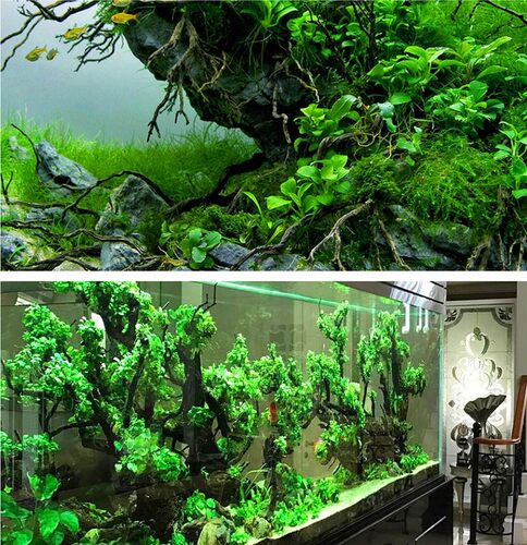 迷你溪流缸原生缸小水榕黄金榕 迷你水榕 大巴榕 燕尾榕 水草合集 - 图0