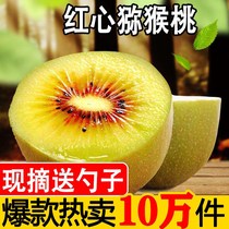 Now Picking Red Heart Chic Exotic Fruits Sichuan Pujiang Macaque Peach Great Fruits of Pregnant Women Fruits Fresh season