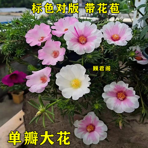 太阳花单瓣大花枝条带花苞花苗标色阳台耐热四季盆栽绿植宿根花卉 - 图1