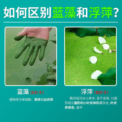 蓝藻分解酶除蓝藻分解素速灭鱼虾塘水产养殖除藻剂生物蓝藻一泼净 - 图2