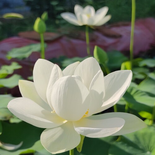 白玉莲观赏盆栽荷花种苗碗莲种藕苗子根室内阳台庭院鱼池净化空气 - 图0
