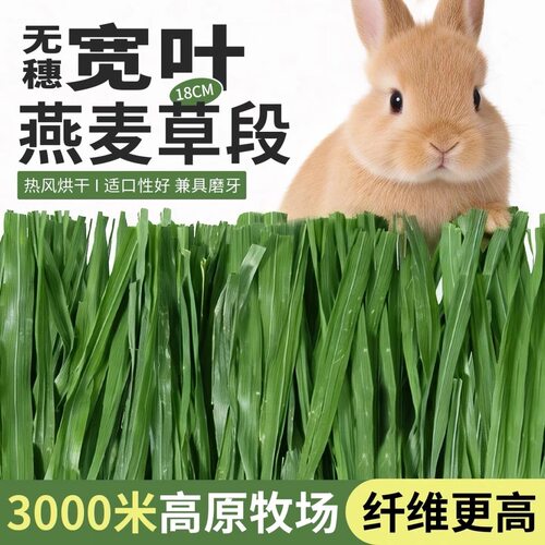 26年烘干无穗燕麦草段兔子专用干草纤维荷兰猪龙猫豚鼠兔粮干草 - 图0