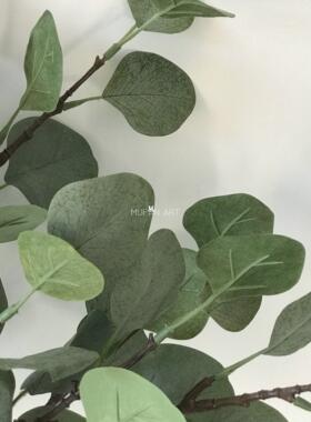 ins灰色调圆叶尤加利植物叶子