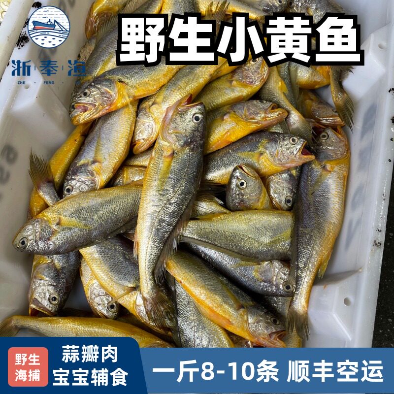 浙奉渔野生大黄鱼小条舟山野生小黄鱼新鲜海捕黄花鱼深海冰鲜新鲜,淘宝优惠券,粉丝福利购,淘宝优惠卷