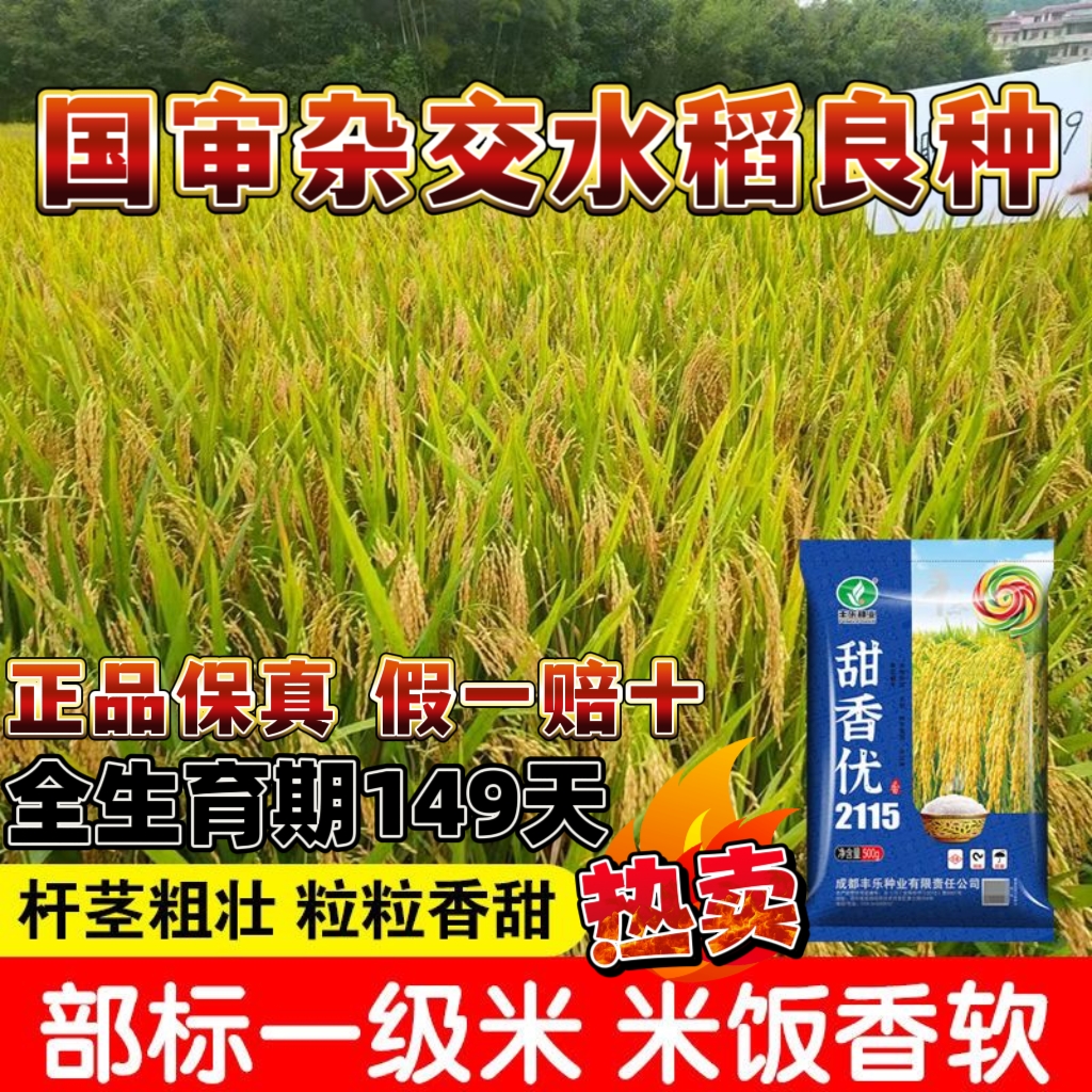 国审一级香稻种子甜香优2115高产杂交水稻种子浓香型长粒香米谷种 - 图1