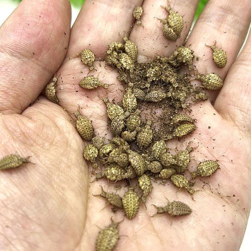 金沙牛活体蚁蛳蚁蛉沙老虎沙谷牛倒退虫地牯牛金砂牛自然观察昆虫 - 图0
