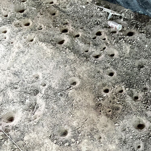 金沙牛活体蚁蛳蚁蛉沙老虎沙谷牛倒退虫地牯牛金砂牛自然观察昆虫 - 图1