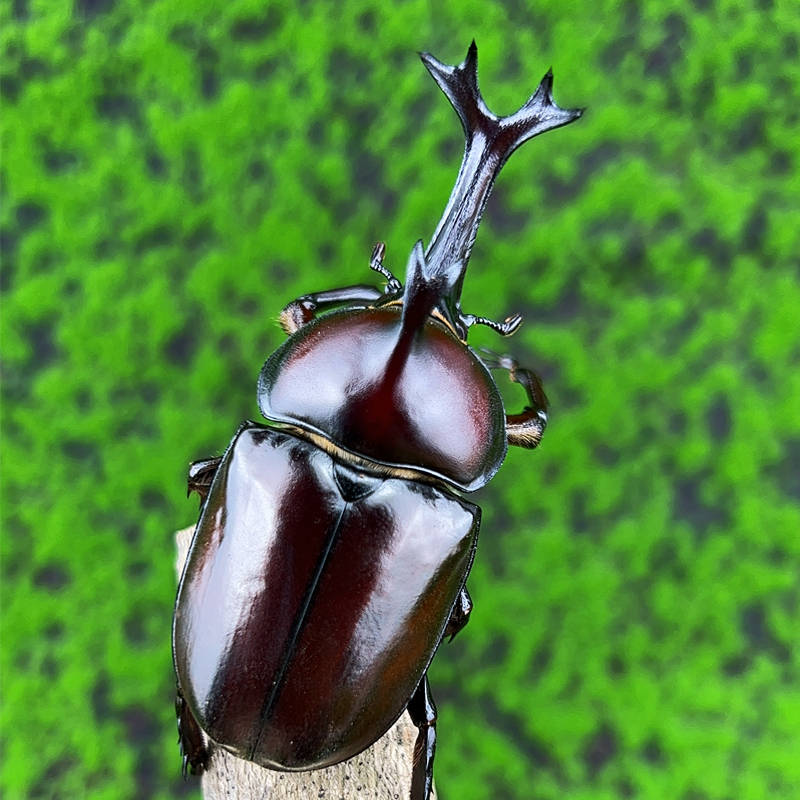 独角仙宠物甲虫成虫幼虫新手套餐巨型超大个体兜虫活体锹甲花金龟-图3