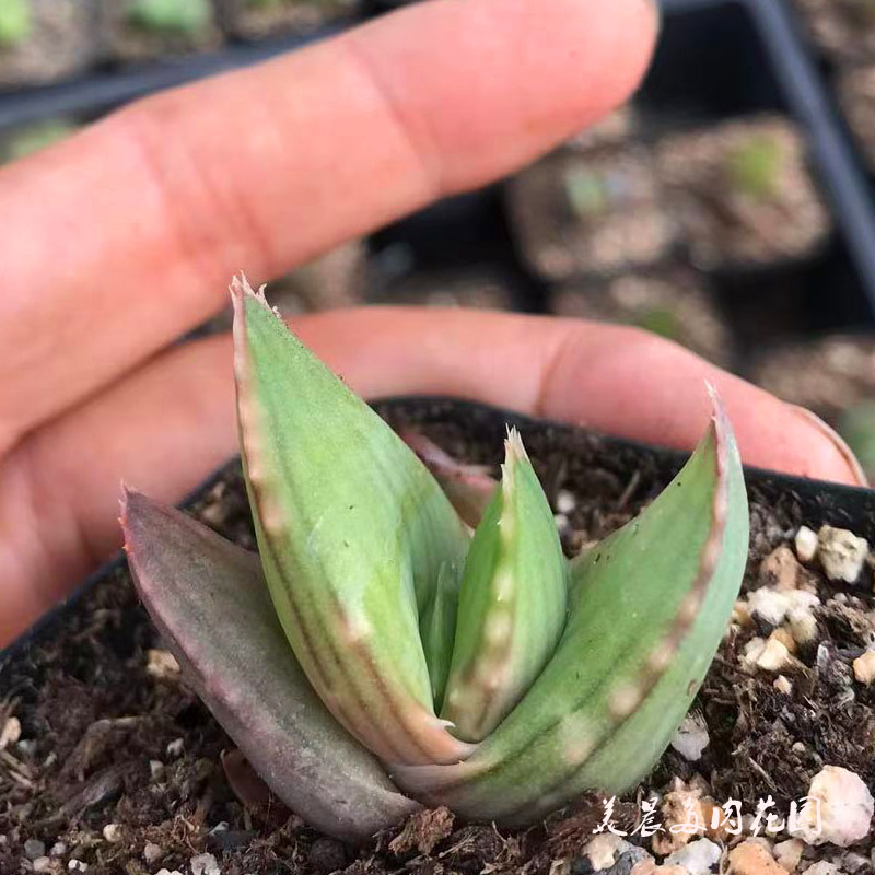 多肉植物柏银芦荟柏加杂交银方锦芦荟花卉绿植盆栽创意生活新手 - 图1