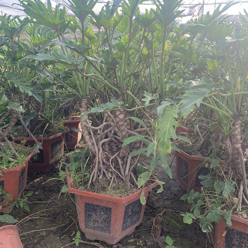 仙羽蔓绿绒 小天使春羽龙鳞老桩盆景水培土培室外 室内绿植物盆栽 - 图1