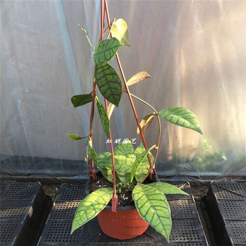 淡味球兰大苗 西瓜皮纹理 室内绿植阳台花卉盆栽攀爬植物园艺 - 图1