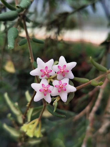 恩格勒球兰 (Hoya Engleriana)进口越南种可爱明亮小叶片耐热耐寒 - 图1