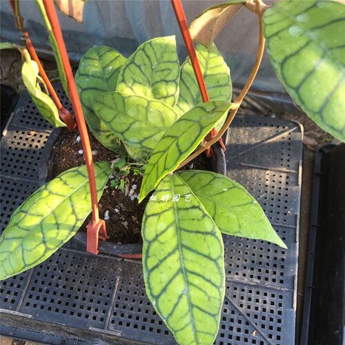 淡味球兰大苗 西瓜皮纹理 室内绿植阳台花卉盆栽攀爬植物园艺 - 图0