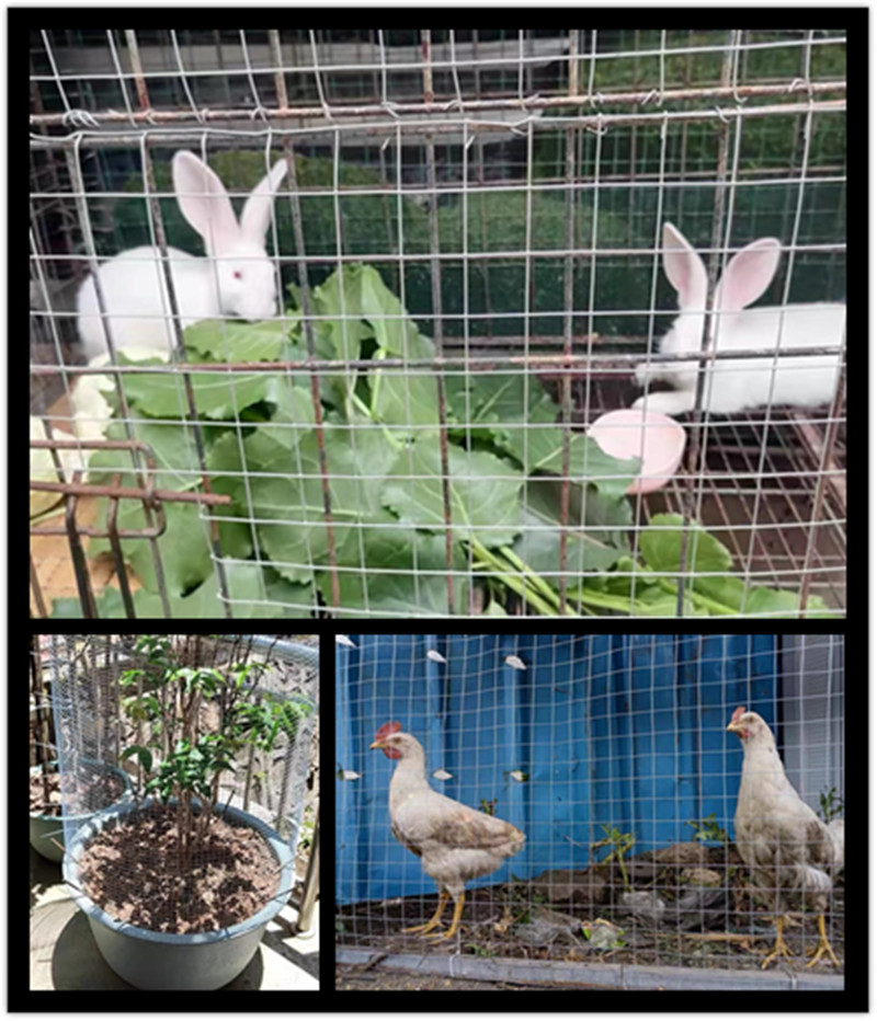 镀锌铁丝网小孔防锈防鼠蛇网封窗户阳台多肉养殖鸡鸭鹅笼具防护网