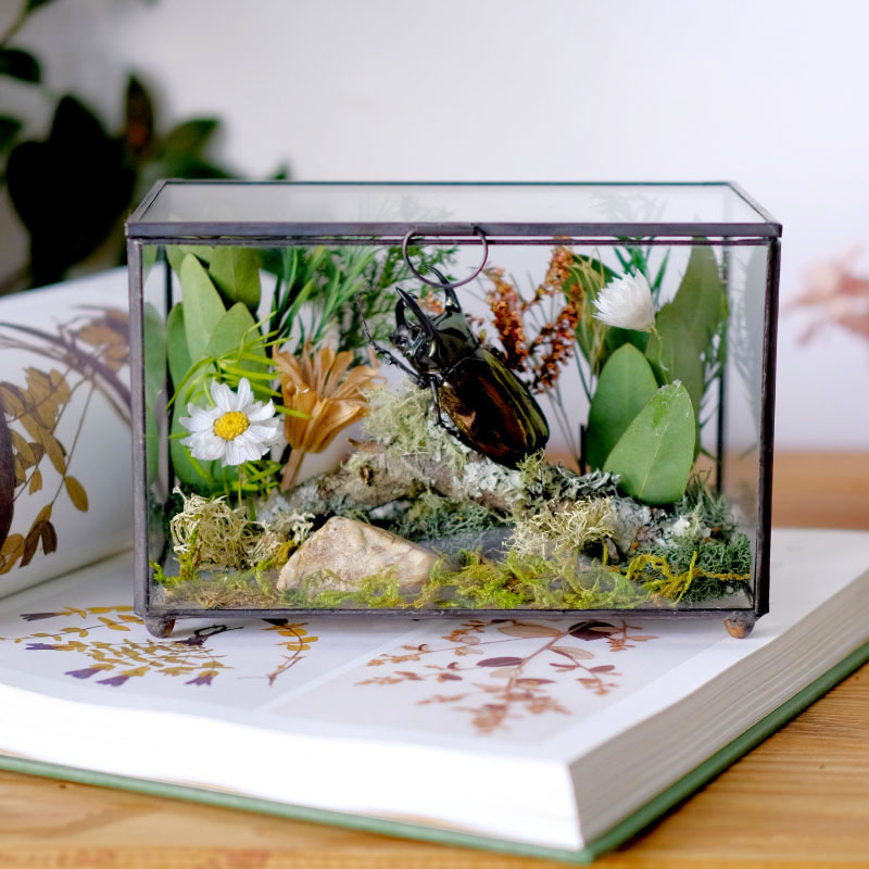 真昆虫标本生态微景观展示 摆件玻璃花房罩书房甲虫金龟植物蝴蝶 - 图1