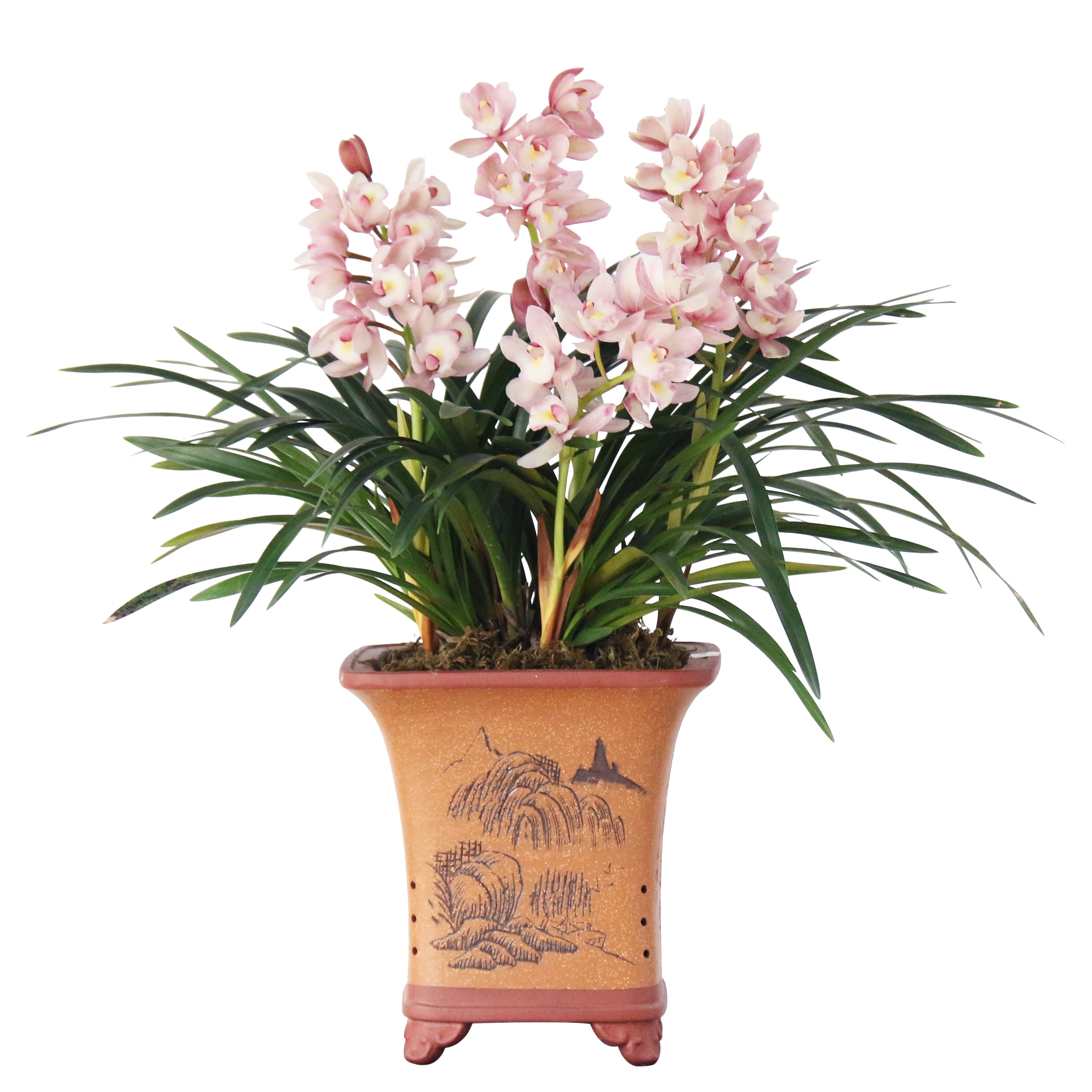 大花蕙兰惠兰粉色醉玲珑樱花香妃兰花苗直销翁源盆栽高端精品珍贵,淘宝优惠券,粉丝福利购,淘宝优惠卷