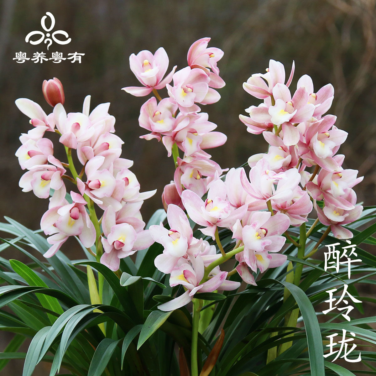 大花蕙兰惠兰粉色醉玲珑樱花香妃兰花苗直销翁源盆栽高端精品珍贵,淘宝优惠券,粉丝福利购,淘宝优惠卷