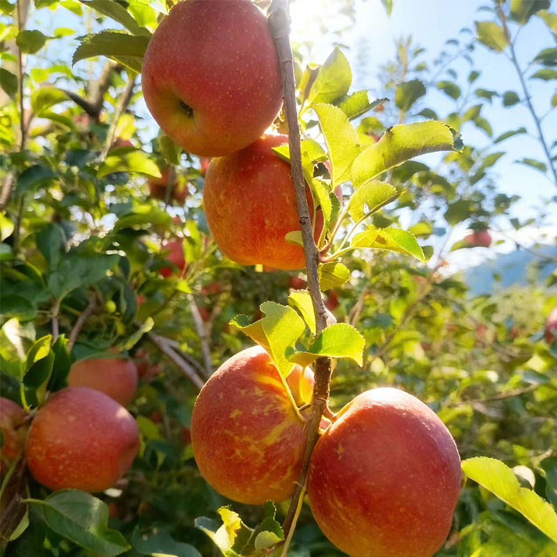 云南昭通糖心丑苹果脆甜多汁新鲜水果苹果孕妇宝宝当天采摘包邮,淘宝优惠券,粉丝福利购,淘宝优惠卷