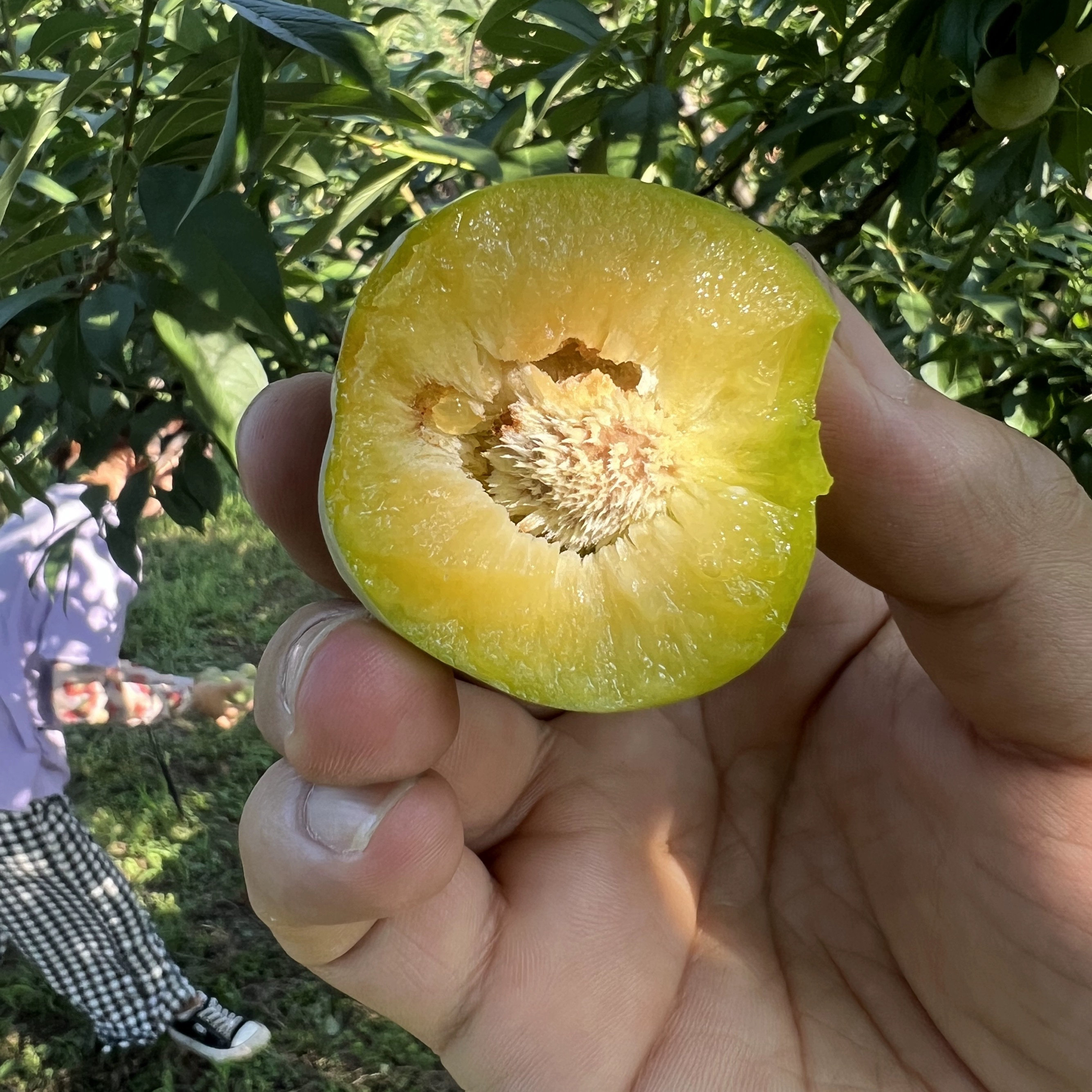 万州分水李子重庆巫山脆李新鲜水果5斤四川蜂糖空心青脆李脱骨李,淘宝优惠券,粉丝福利购,淘宝优惠卷