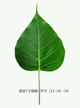 天然菩提叶激光雕刻专用树叶
