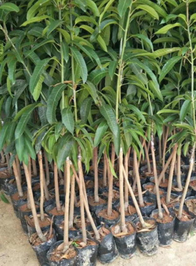 嫁接正宗四季甜杨桃树苗南北方地栽盆栽阳台庭院种植栽植当年结果