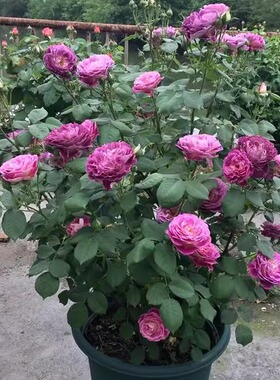 庭院阳台盆栽玫瑰哈德斯菲尔德/合唱团月季花苗大花浓香灌木丰花